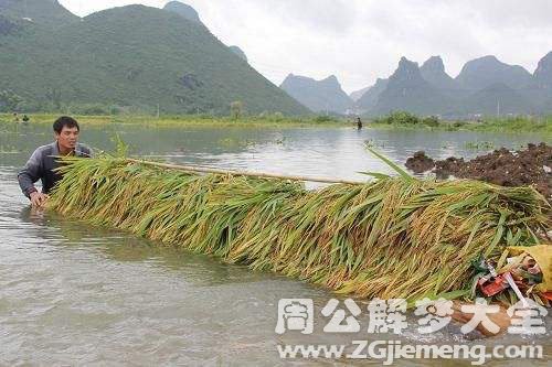 梦见洪水淹了稻谷