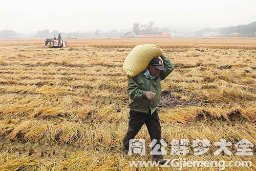 梦见稻谷烂在地里