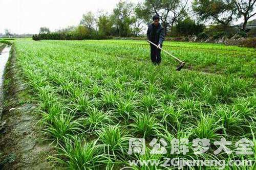 梦见挖菜地