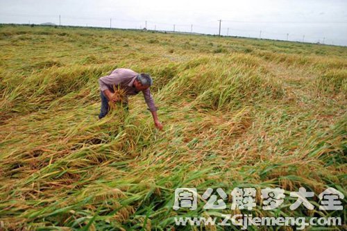 梦见稻谷被风吹倒