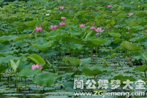 梦见一大片花