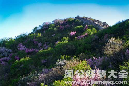 梦见满山鲜花