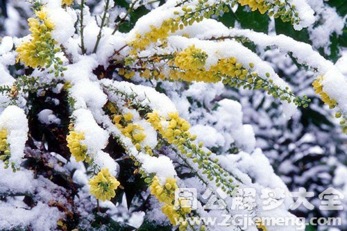 梦见雪地树开花