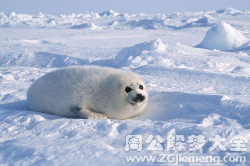 梦见雪地上爬