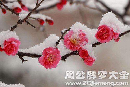 梦见雪中梅花