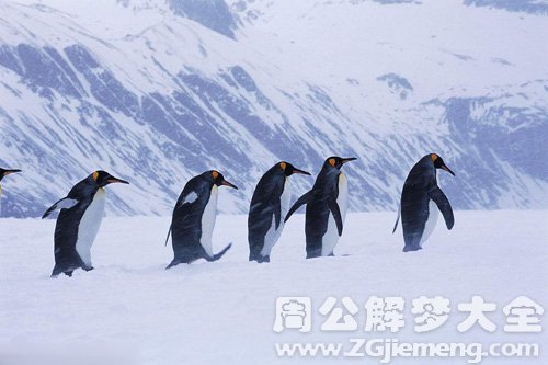 梦见雪地里行走