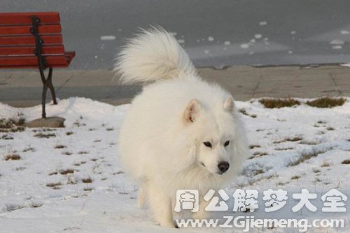 梦见雪地白狗