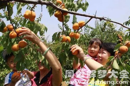 梦见在杏树上摘杏吃