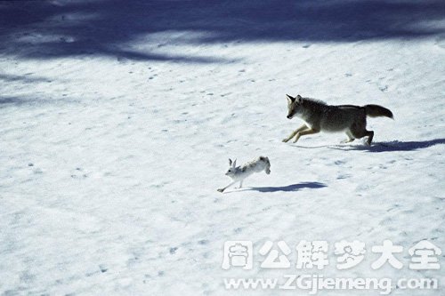 梦见雪地抓兔子