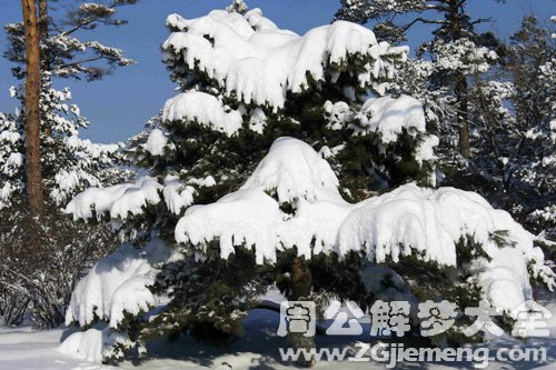 梦见雪压松树