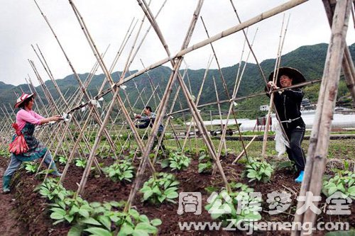 梦见四季豆架倒了