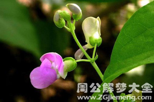 梦见四季豆开花