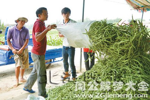 梦见四季豆丰收