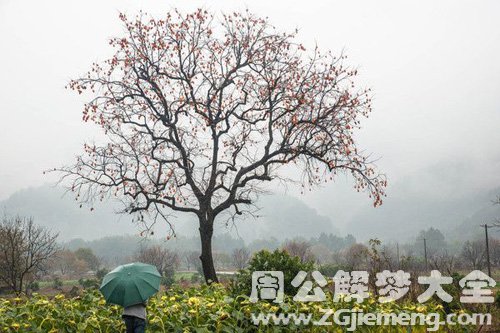 梦见柿子树上没有柿子