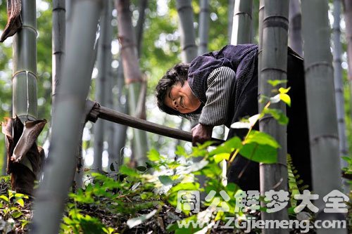 梦见别人挖笋