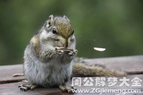 梦见吃葵花瓜子