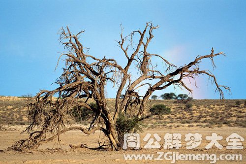 梦见柿子树枯萎