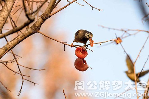 梦见鸟吃柿子