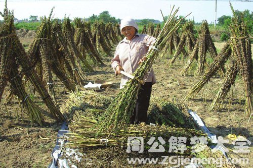 梦见割芝麻