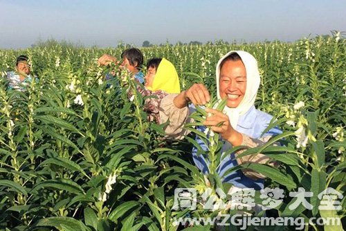 梦见芝麻丰收