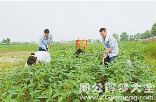 梦见铲地里的草