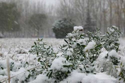 梦见下好大的雪