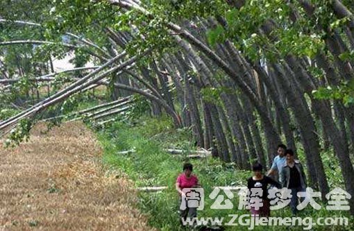 梦见被木头砸