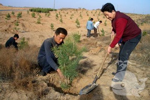 梦见挖坑栽树