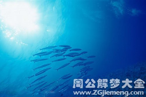 梦见海洋、大海