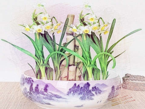 水仙花