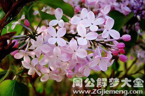 丁香花