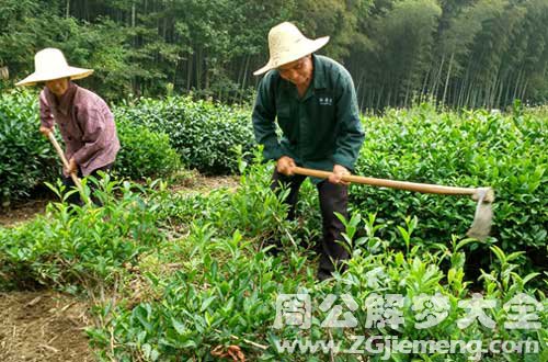 梦见锄草.jpg