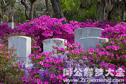 梦见墓地开花