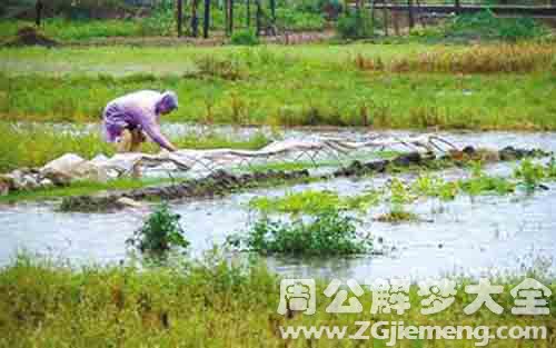 梦见被雨水淹没的田地.jpg