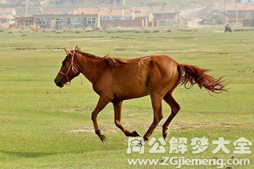 梦见一匹大马