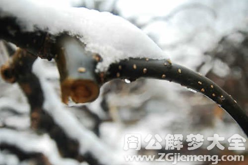 梦见融化的雪