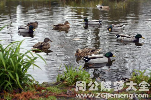 梦见学院池塘有鸭子