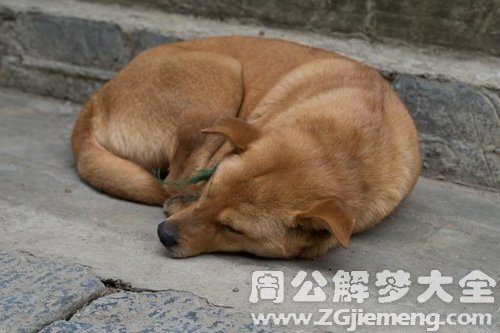 梦见杀死一条狗犯罪