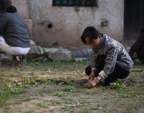 梦见地里拔草