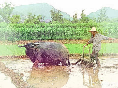 种田、种地