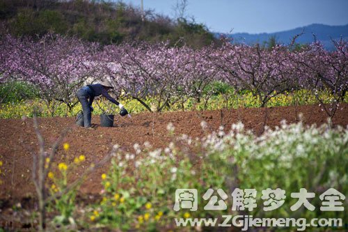 梦见劳动