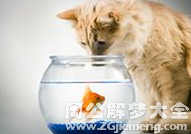 梦见猫吞活鱼.png