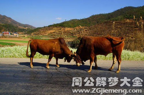 两头牛打架