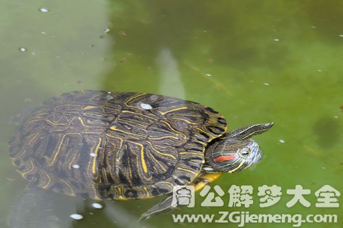 梦见乌龟在水里游