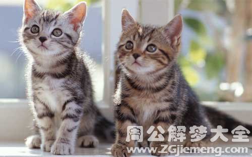 梦见猫和小猫.jpg